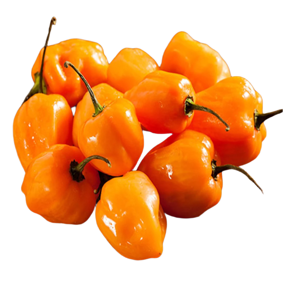 Habanero Pepper