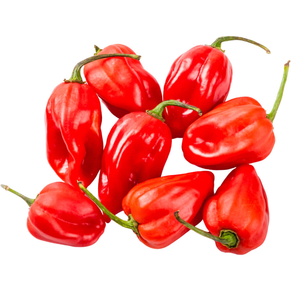 Habanero Pepper
