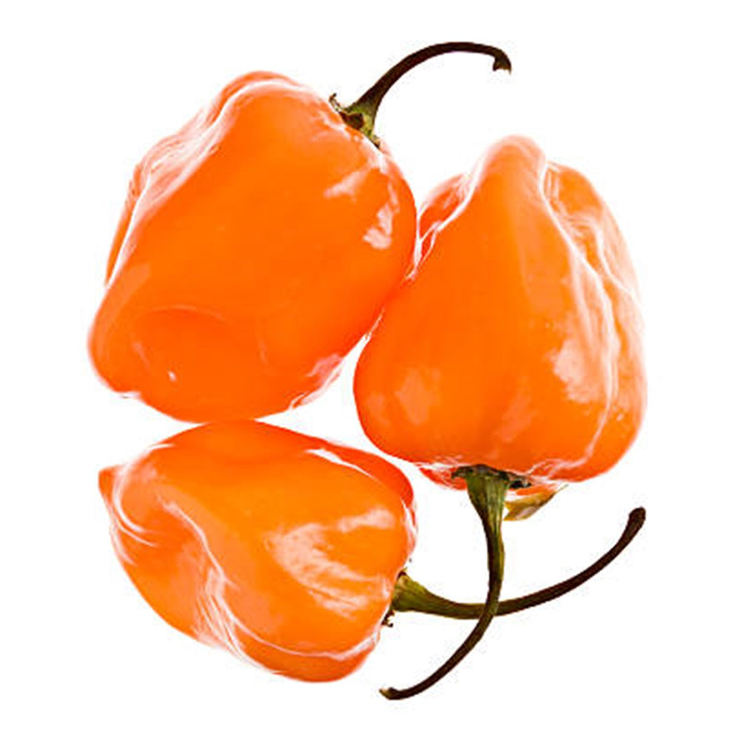 Fresh Pepper/Rodo